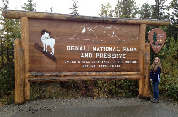 Denali National Park Guide and Tips pebblepirouette.com #denalinationalpark #denali #alaska #nationalparks