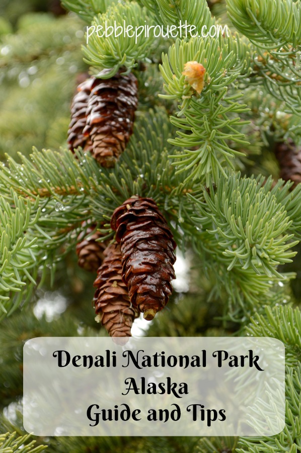 Denali National Park Guide and Tips pebblepirouette.com #denalinationalpark #denali #alaska #nationalparks