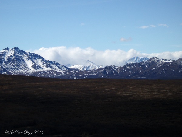 Denali National Park Guide and Tips pebblepirouette.com #denalinationalpark #denali #alaska #nationalparks