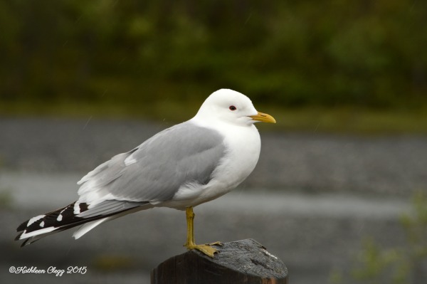 Denali National Park Guide and Tips pebblepirouette.com #denalinationalpark #denali #alaska #nationalparks