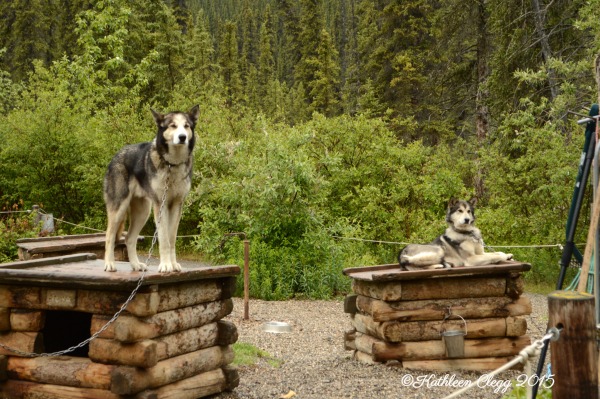 Denali National Park Guide and Tips pebblepirouette.com #denalinationalpark #denali #alaska #nationalparks