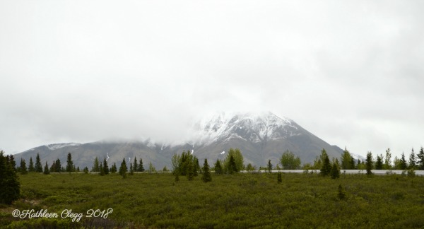 Denali National Park Guide and Tips pebblepirouette.com #denalinationalpark #denali #alaska #nationalparks