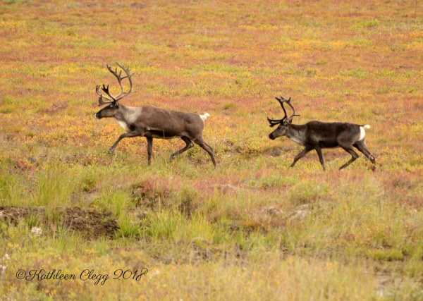 25 Photos to Make You Fall in Love with Alaska pebblepirouette.com #alaska #photos #photography #nature #travel #wildlife