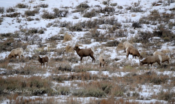 Day Trip to Jackson, Wyoming pebblepirouette.com #wyoming #jacksonwyoming #daytrip #wildlife #nationalelkrefuge