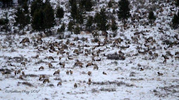 Day Trip to Jackson, Wyoming pebblepirouette.com #wyoming #jacksonwyoming #daytrip #wildlife #nationalelkrefuge