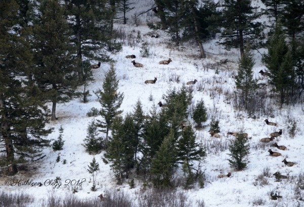 Day Trip to Jackson, Wyoming pebblepirouette.com #wyoming #jacksonwyoming #daytrip #wildlife #nationalelkrefuge