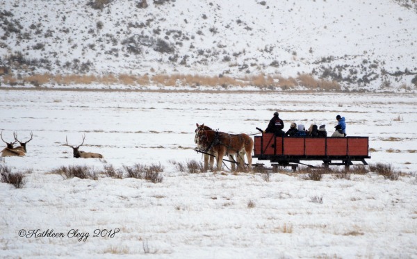 Day Trip to Jackson, Wyoming pebblepirouette.com #wyoming #jacksonwyoming #daytrip #wildlife #nationalelkrefuge
