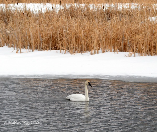 Day Trip to Jackson, Wyoming pebblepirouette.com #wyoming #jacksonwyoming #daytrip #wildlife #nationalelkrefuge