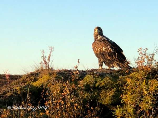 25 Photos to Make You Fall in Love with Alaska pebblepirouette.com #alaska #photos #photography #nature #travel #wildlife