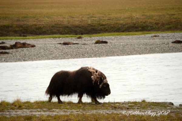 25 Photos to Make You Fall in Love with Alaska pebblepirouette.com #alaska #photos #photography #nature #travel #wildlife