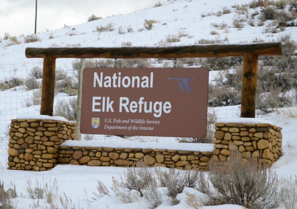 Day Trip to Jackson, Wyoming pebblepirouette.com #wyoming #jacksonwyoming #daytrip #wildlife #nationalelkrefuge