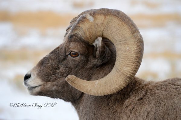 Day Trip to Jackson, Wyoming pebblepirouette.com #wyoming #jacksonwyoming #daytrip #wildlife #nationalelkrefuge