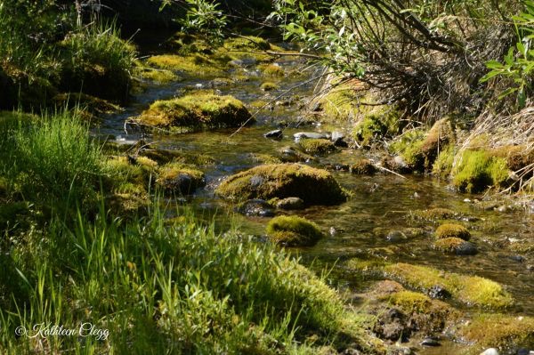 25 Photos to Make You Fall in Love with Alaska pebblepirouette.com #alaska #photos #photography #nature #travel #wildlife