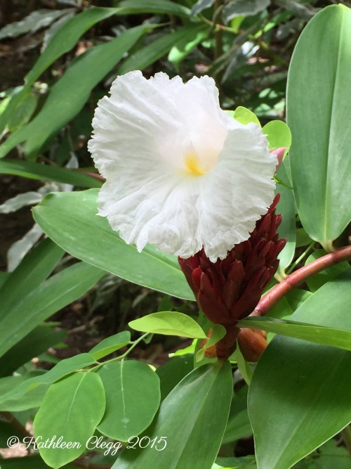 15 Photos of Stunning Saint Lucia pebblepriouette.com #saintlucia #photography #travelphotography