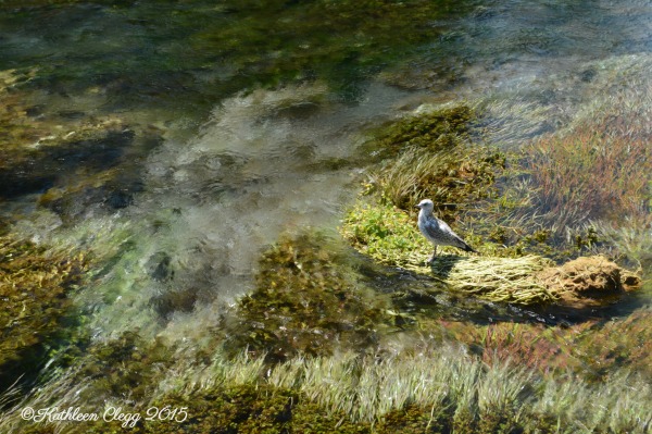 40 Photos Proving the Beauty of East Idaho pebblepirouette.com #idahophotography #idaho #travelphotography #eastidaho #nature #wildlife