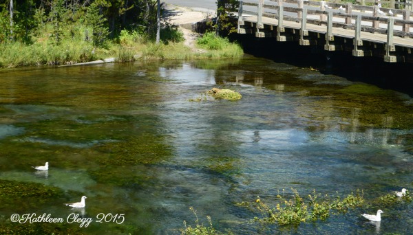 40 Photos Proving the Beauty of East Idaho pebblepirouette.com #idahophotography #idaho #travelphotography #eastidaho #nature #wildlife