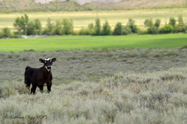 40 Photos Showing the Beauty of East Idaho pebblepirouette.com #idahophotography #idaho #travelphotography #eastidaho #nature #wildlife