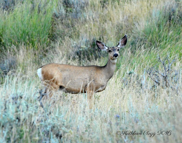 40 Photos Showing the Beauty of East Idaho pebblepirouette.com #idahophotography #idaho #travelphotography #eastidaho #nature #wildlife