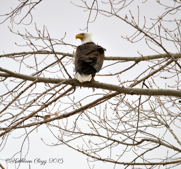 40 Photos Showing the Beauty of East Idaho pebblepirouette.com #idahophotography #idaho #travelphotography #eastidaho #nature #wildlife