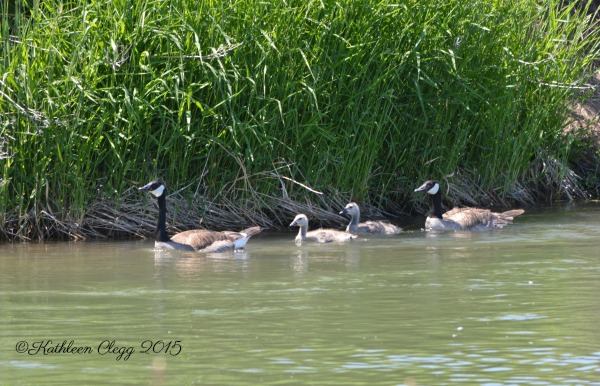 40 Photos Showing the Beauty of East Idaho pebblepirouette.com #idahophotography #idaho #travelphotography #eastidaho #nature #wildlife