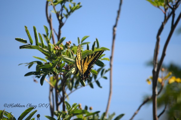 40 Photos Showing the Beauty of East Idaho pebblepirouette.com #idahophotography #idaho #travelphotography #eastidaho #nature #wildlife