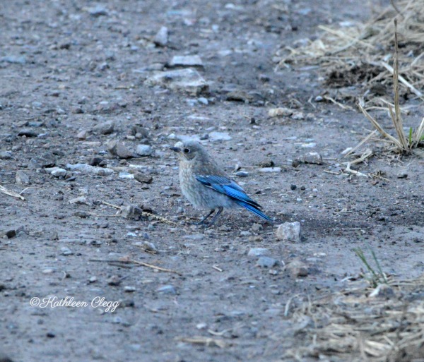 40 Photos Showing the Beauty of East Idaho pebblepirouette.com #idahophotography #idaho #travelphotography #eastidaho #nature #wildlife