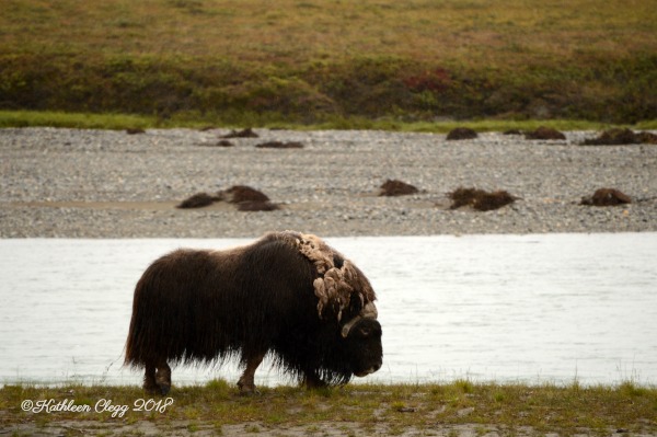 16 Reasons You Must Visit Alaska #Alaska #travelalaska #visitalaska pebblepirouette.com