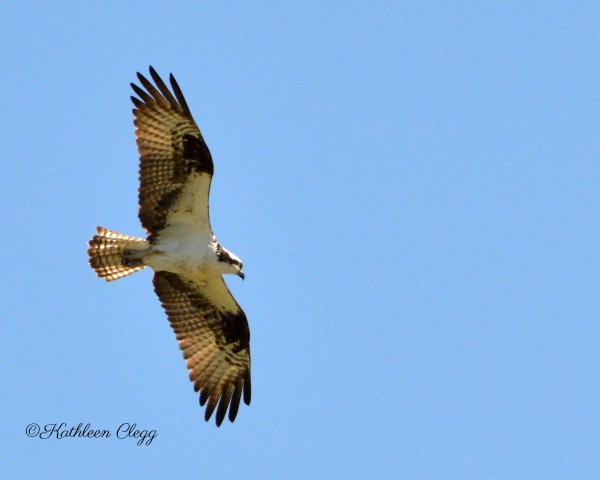 40 Photos Showing the Beauty of East Idaho pebblepirouette.com #idahophotography #idaho #travelphotography #eastidaho #nature #wildlife