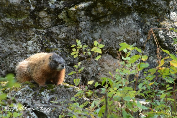 40 Photos Showing the Beauty of East Idaho pebblepirouette.com #idahophotography #idaho #travelphotography #eastidaho #nature #wildlife