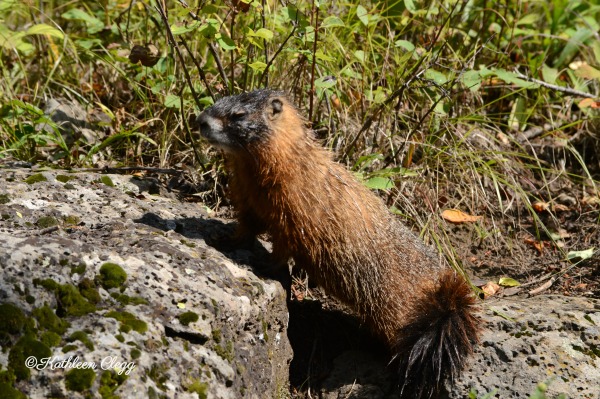 40 Photos Showing the Beauty of East Idaho pebblepirouette.com #idahophotography #idaho #travelphotography #eastidaho #nature #wildlife