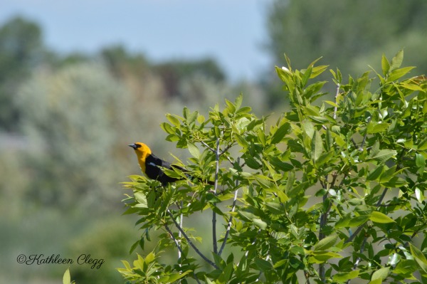 40 Photos Showing the Beauty of East Idaho pebblepirouette.com #idahophotography #idaho #travelphotography #eastidaho #nature #wildlife