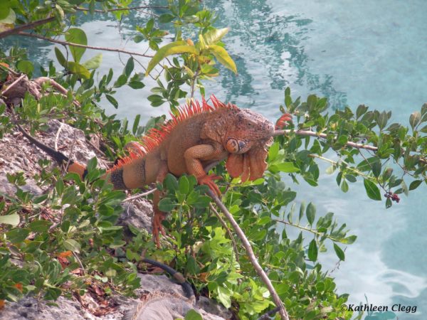 11 Must See Attractions in Cozumel Mexico #Mexico pebblepirouette.com #Cozumel #travel