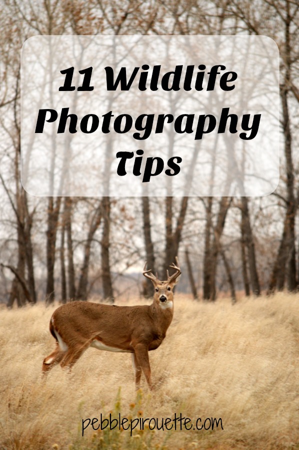 11 Wildlife Photography Tips