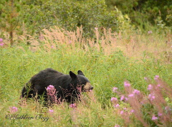 Tips for Photographing Wildlife Black Bear