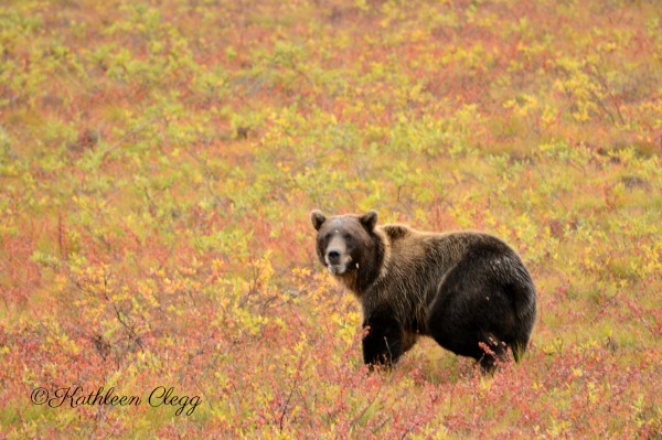 Tips for Photographing Wildlife Grizzly Bear