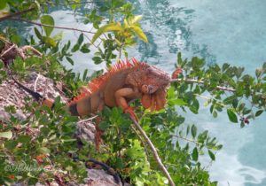 Tips for Photographing Wildlife Lizard