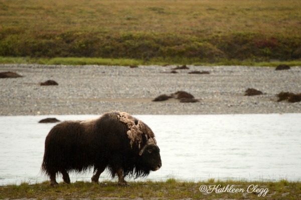 Tips for Photographing Wildlife Musk Ox