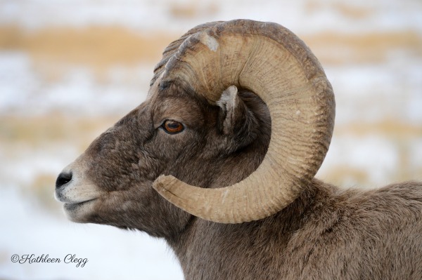 Tips for Photographing Wildlife Ram