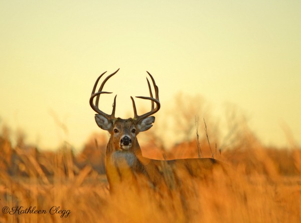 Tips for Photographing Wildlife White Tail Deer
