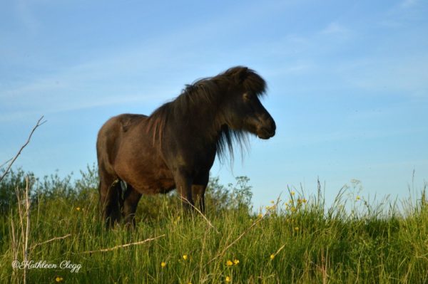 Tips for Photographing Wildlife Shetland Pony