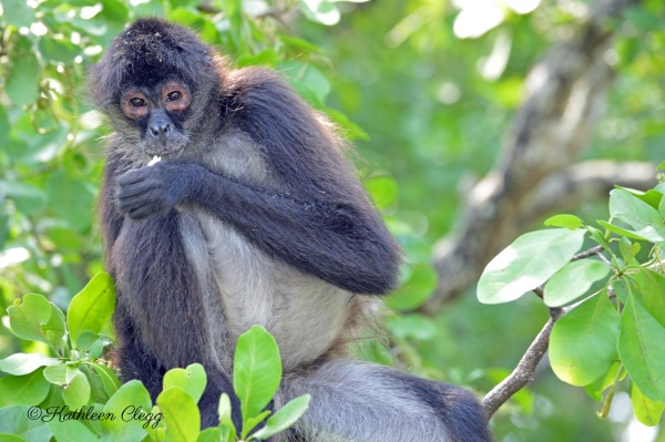 Tips for Photographing Wildlife Spider Monkey