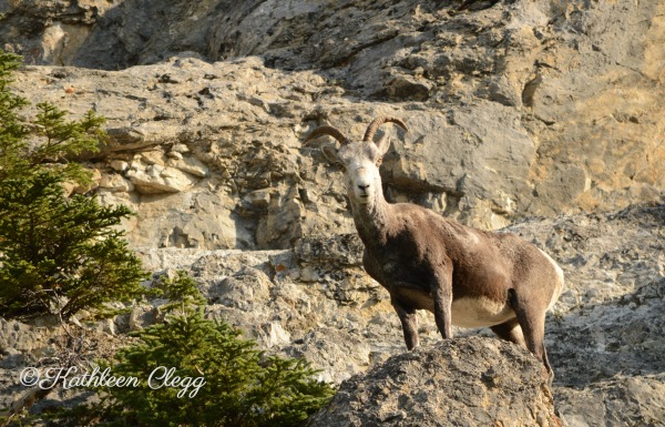 Tips for Photographing Wildlife Stone Sheep