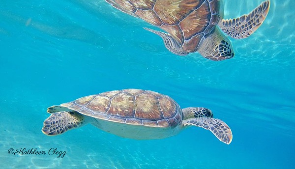 Tips for Photographing Wildlife Sea Turtle