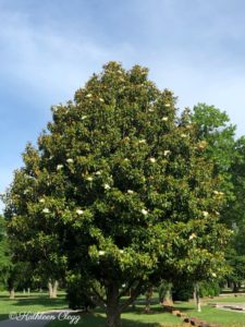 Washington Irving Memorial Park and Arboretum