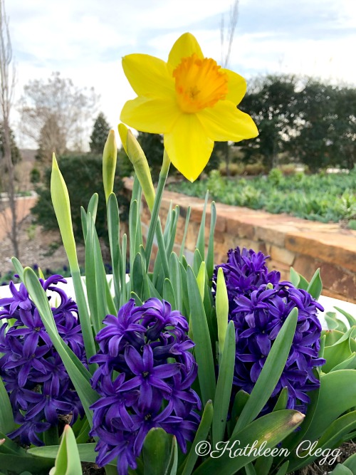 Tulsa Botanic Gardens