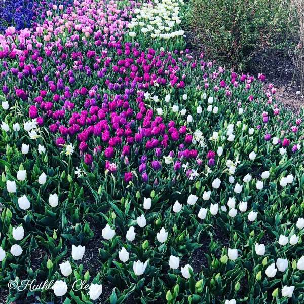 Tulsa Botanic Garden Pebble Pirouettepebble Pirouette