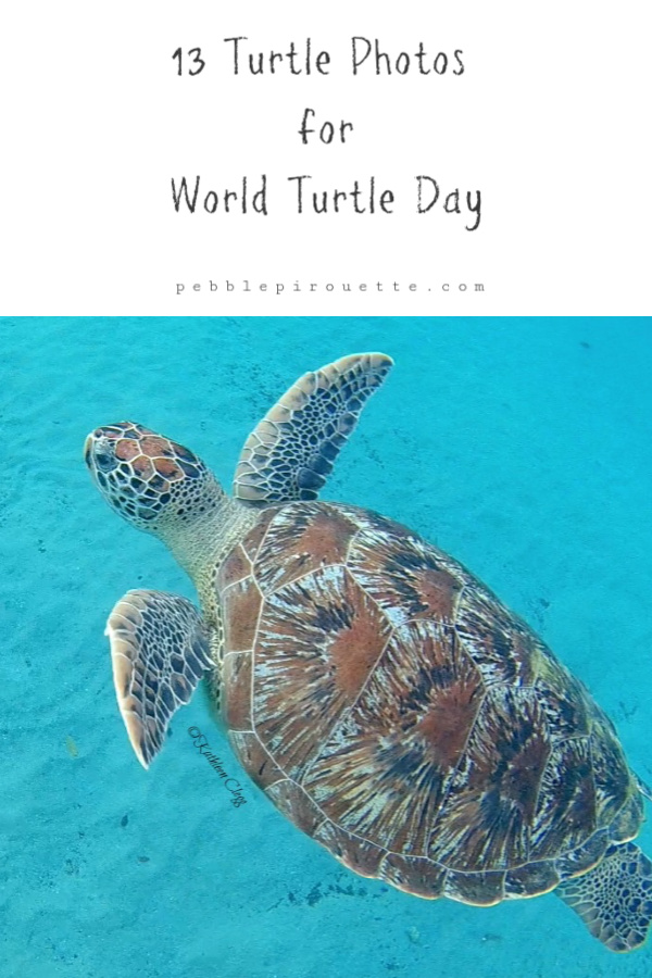 13 Turtle Photos for World Turtle Day