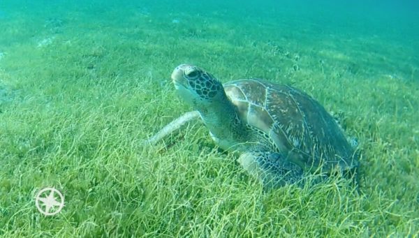 13 Turtle Photos for World Turtle Day