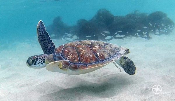 13 Turtle Photos for World Turtle Day