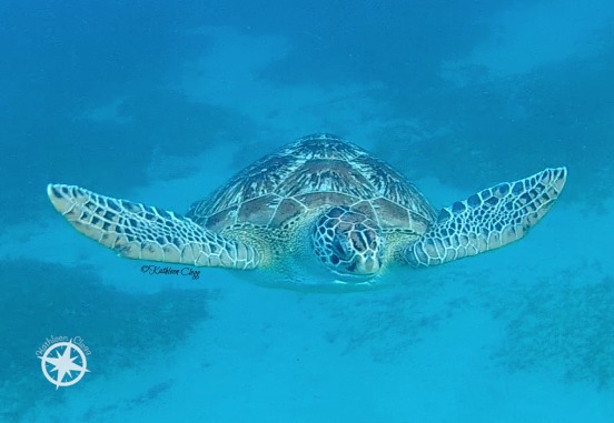 13 Turtle Photos for World Turtle Day
